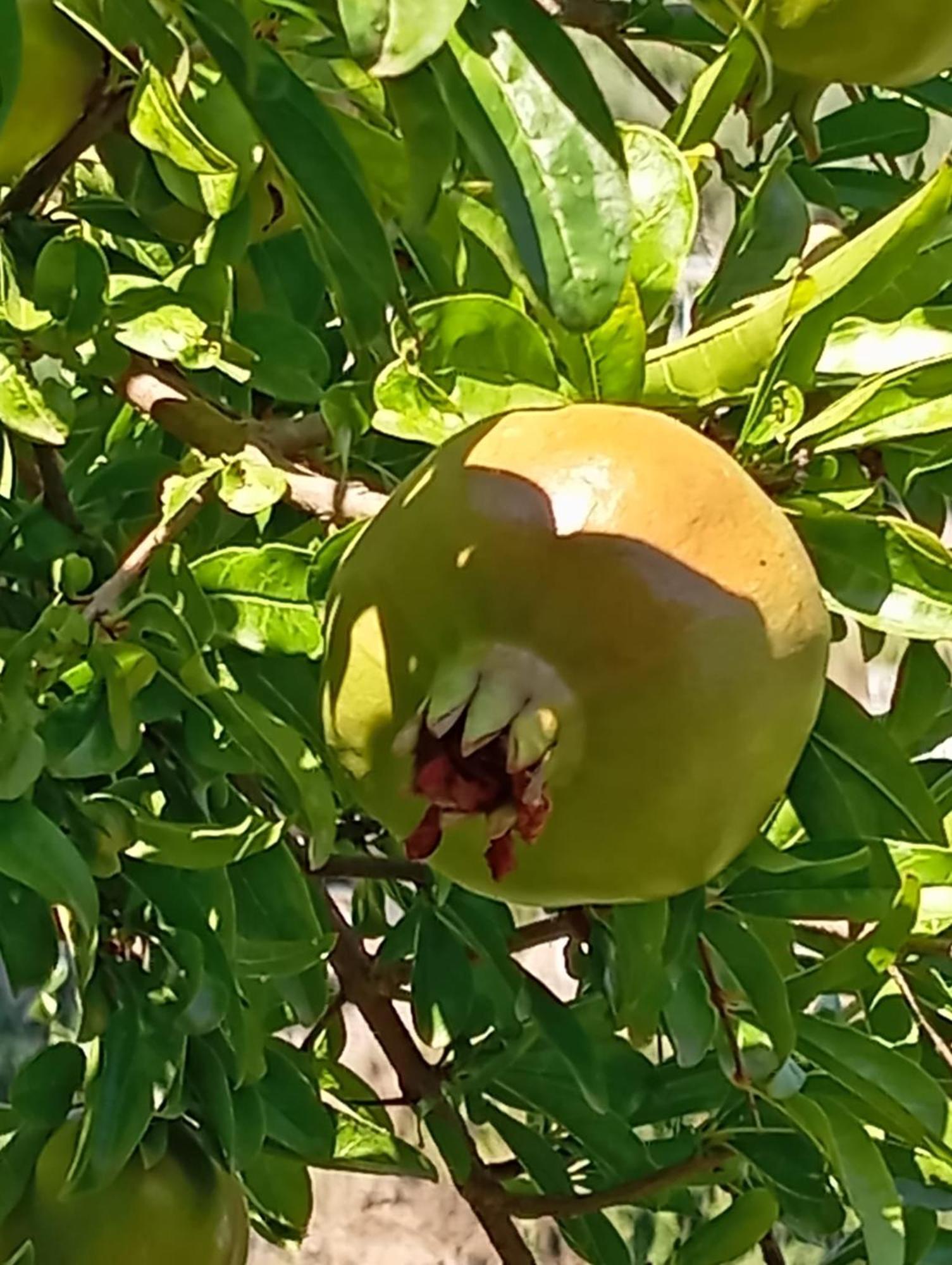 הוילה סקאלה Casa Mia מראה חיצוני תמונה